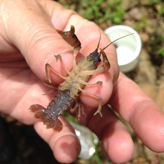 Lacunicambarus acanthura