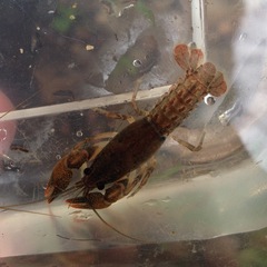 Lacunicambarus acanthura