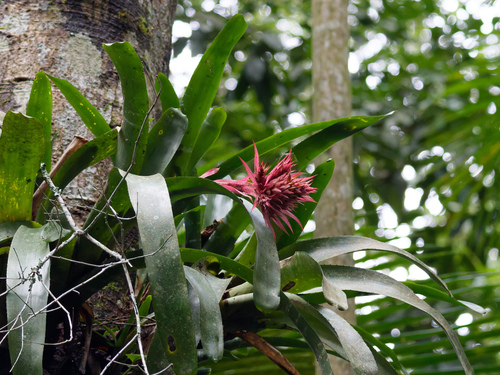 Urnplant (Aechmea fasciata)