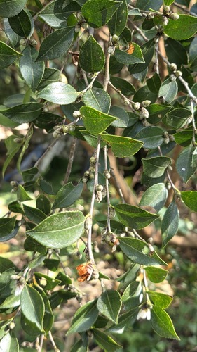 Camellia observed 2026-10-21