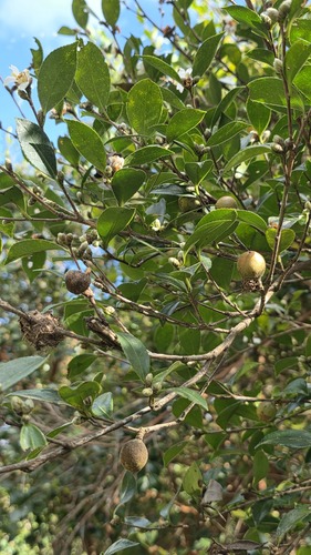 Camellia observed 2026-10-21