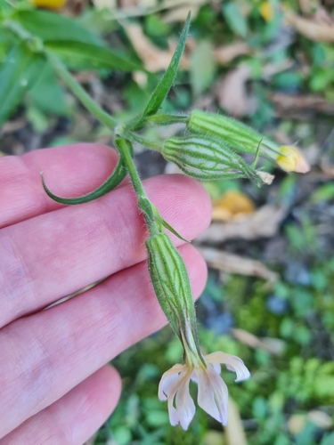 white campion photograph by the iNaturalist community