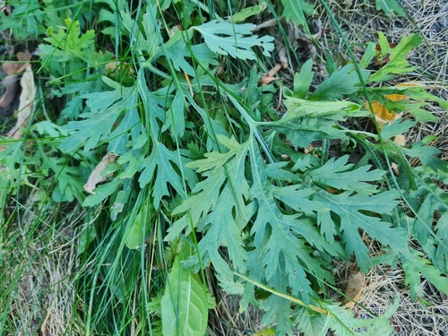 Artemisia sieversiana observed 2026-10-23