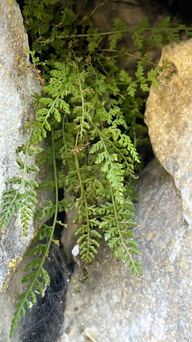 Asplenium fontanum, 2026-10-21