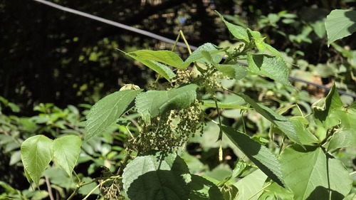 Boehmeria nivea observed 2026-10-21