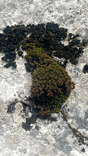 Pleurochaete squarrosa observed 2026-10-21