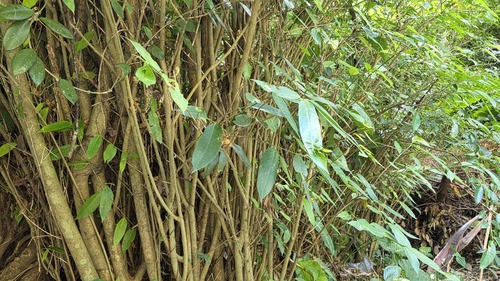 Ficus virgata observed 2026-10-21