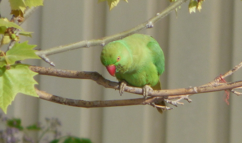 iNaturalist image