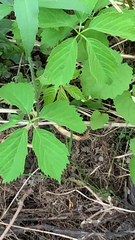 Parthenocissus inserta