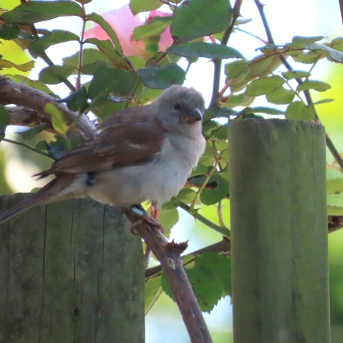 iNaturalist image