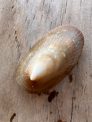 Cymbula compressa observed 2026-10-20