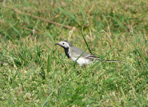 iNaturalist image