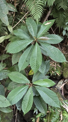 Saurauia observed 2026-10-21