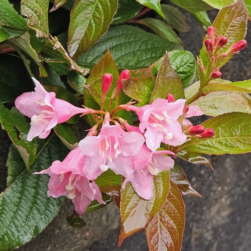 Weigela florida observed 2026-10-23