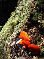 Aurantiporus pulcherrimus