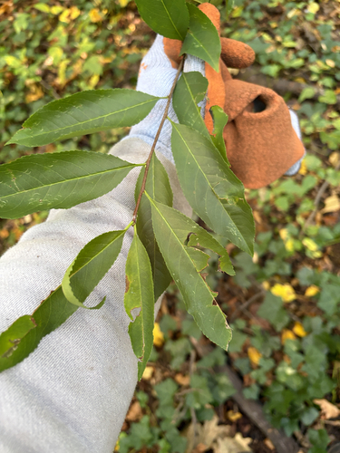 black cherry photograph by the iNaturalist community