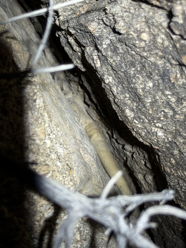 Sauromalus observed 2026-10-17