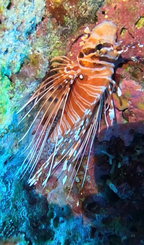 Pterois antennata observed 2026-10-23