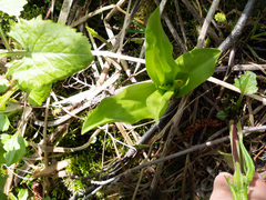 Platanthera dilatata