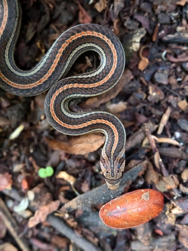 Oligodon octolineatus, 2026-10-10