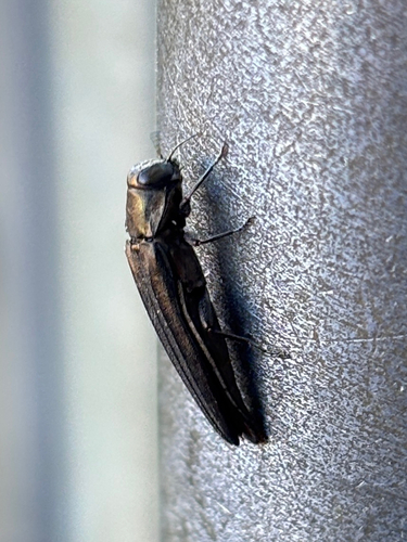 Agrilus observed 2026-10-22