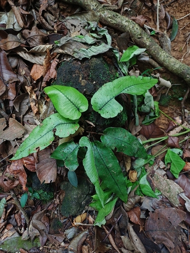 Diplazium cordifolium observed 2026-10-12