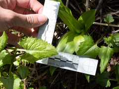 Platanthera dilatata