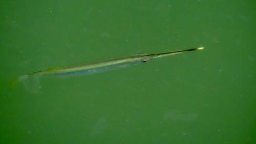 Zenarchopterus observed 2026-10-23