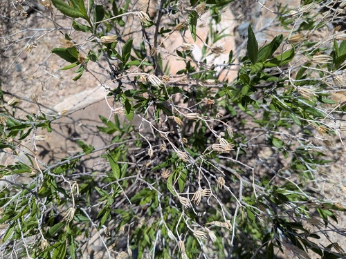 Trixis californica