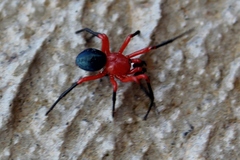 Ambicodamus crinitus