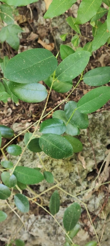 Ficus tinctoria observed 2026-10-19