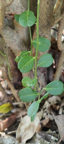 Severinia observed 2026-10-19