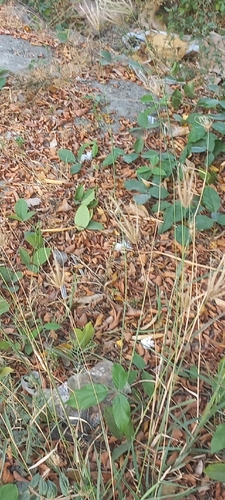 feather finger grass