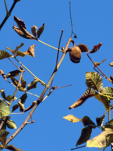 horse-chestnut photograph by the iNaturalist community