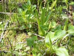 Platanthera dilatata
