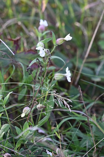 white campion photograph by the iNaturalist community