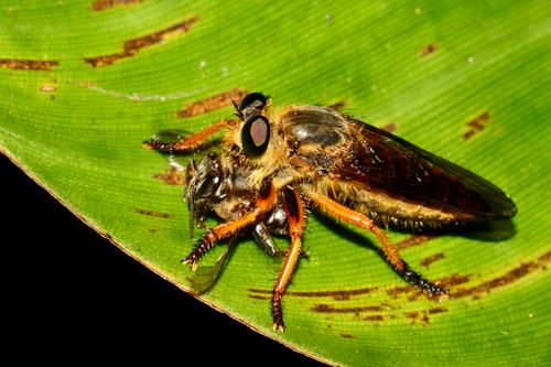 Bee-killers