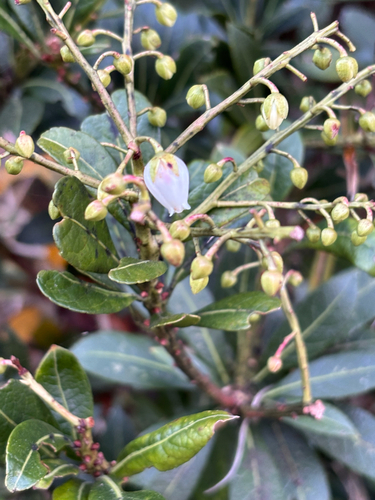 Pieris japonica observed 2026-10-20