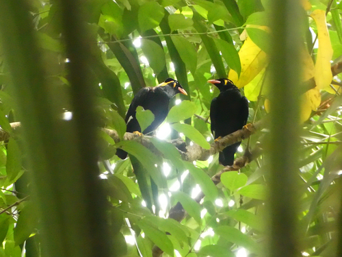 Gracula religiosa observed 2026-10-23