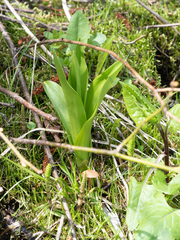 Platanthera dilatata
