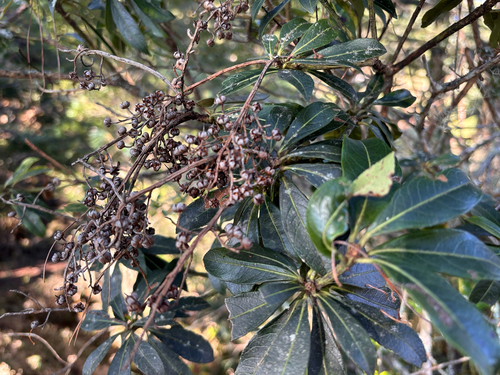 Pieris japonica observed 2026-10-20