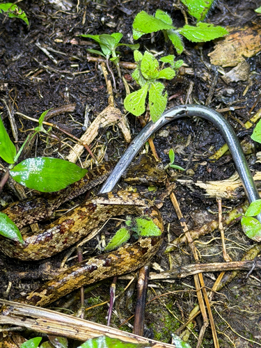 Craspedocephalus puniceus, 2026-10-21
