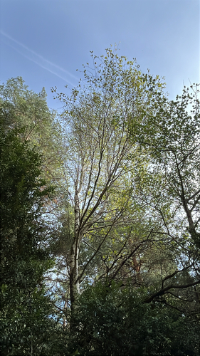 silver birch photograph by the iNaturalist community