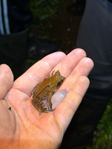 Megophrys montana observed 2026-10-21