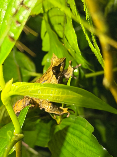 Megophrys montana observed 2026-10-21