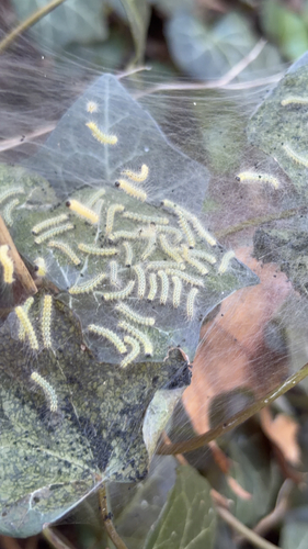 Fall Webworm Moth photograph by the iNaturalist community