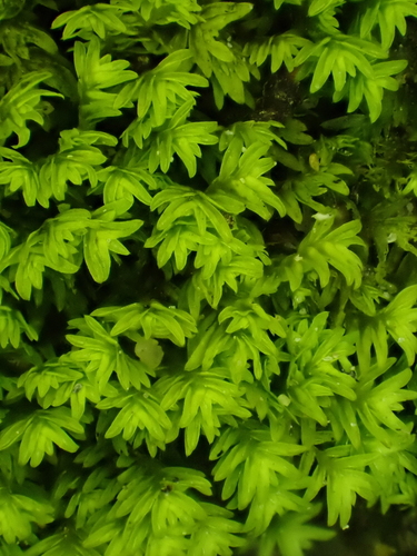 Fissidens megalotis, 2026-10-03