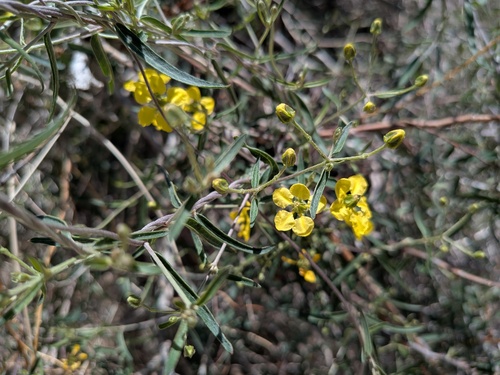 Janusia gracilis