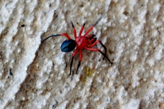 Ambicodamus crinitus