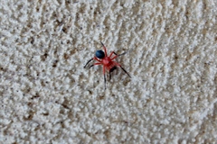 Ambicodamus crinitus